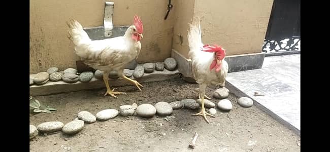 Two White Male for Sale