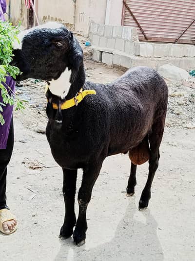 Black Dumba location Karachi