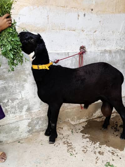 Black Dumba location Karachi