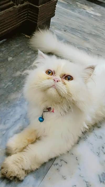 selling 8 month punch face persion cat