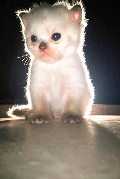 1 month 10 days kitten 
