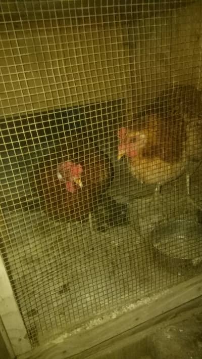 desi hens for sell contact :03131255240