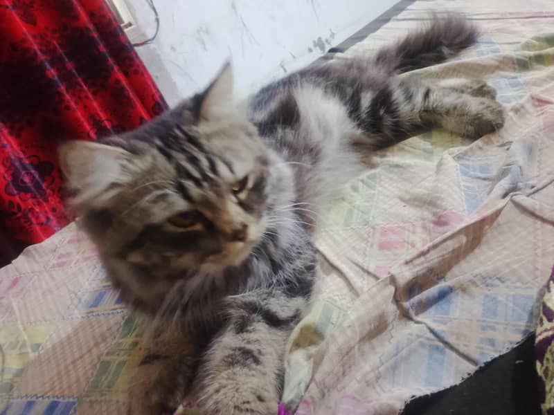 friendly cat 1