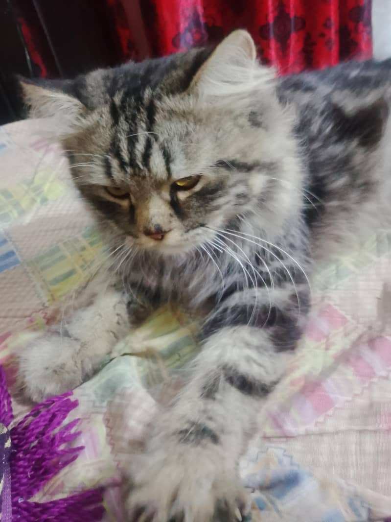 friendly cat 2