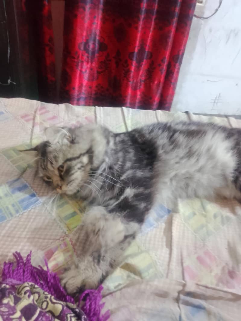 friendly cat 3