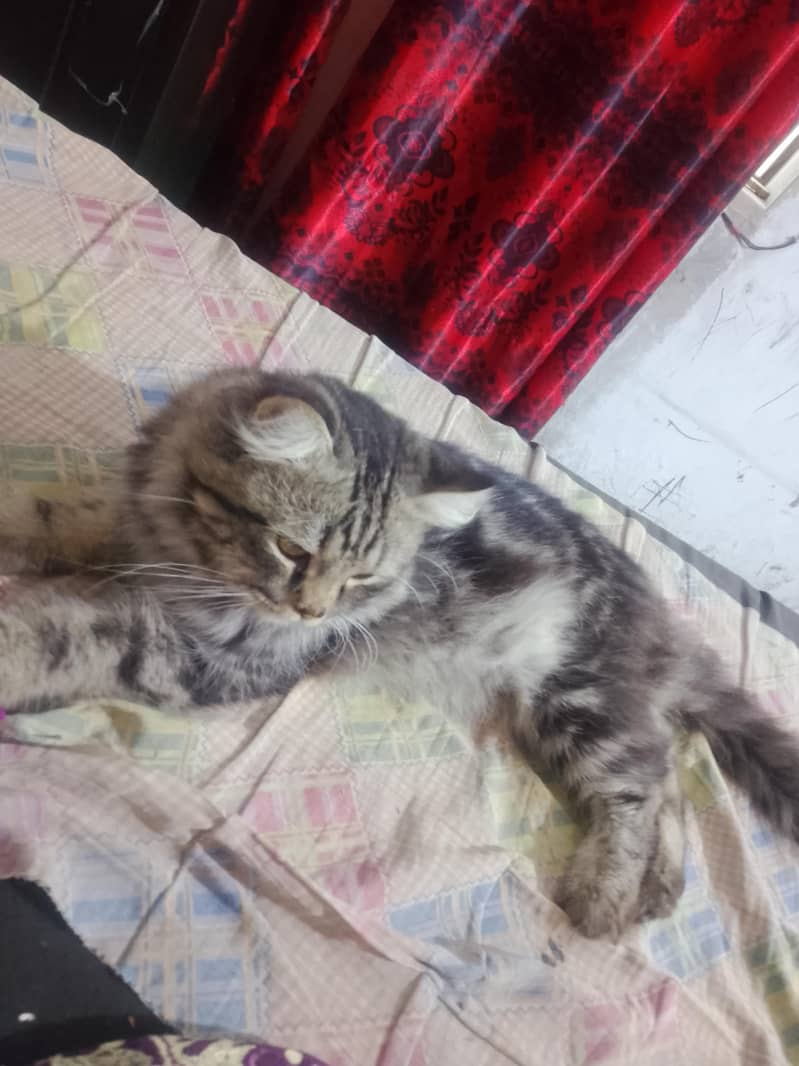 friendly cat 4