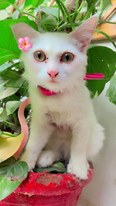 Persion Cat for sell