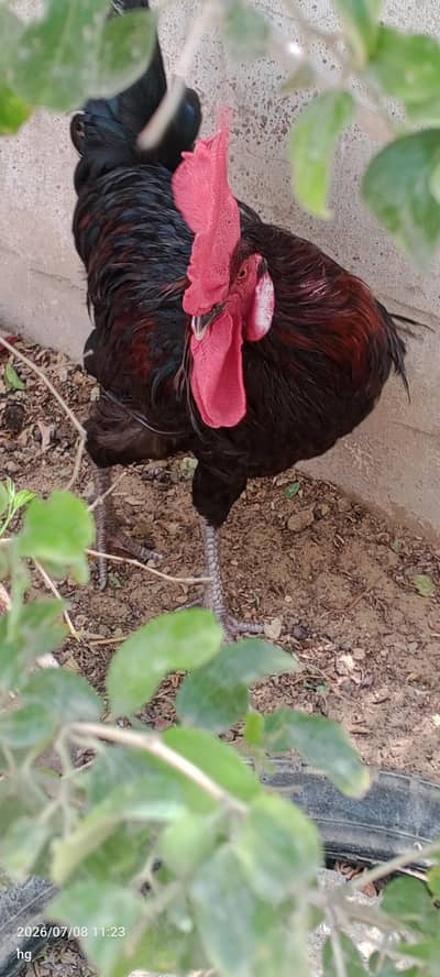 Rooster for Sale – Black-Red, Healthy & Strong (Karachi)