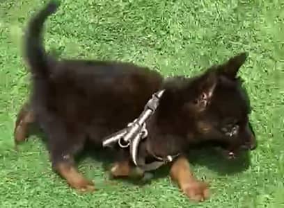 German Shepherd male for sale