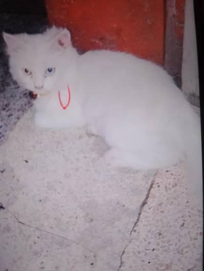 Cat Persian white