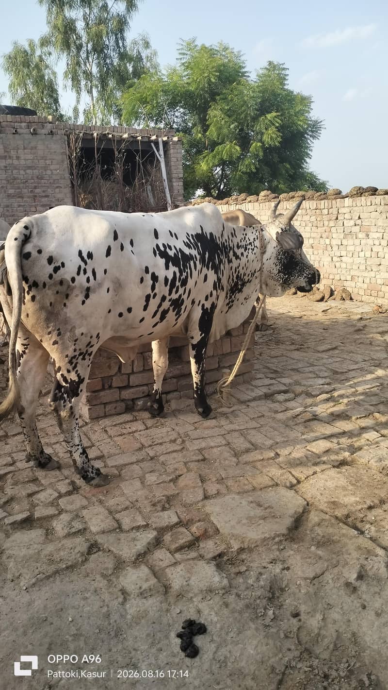 وچھی سیل کرنا چاھتا ھوں ۔۔۔گاٶں راڑے باٹھ۔ ھلہ ۔ پتوکی 0