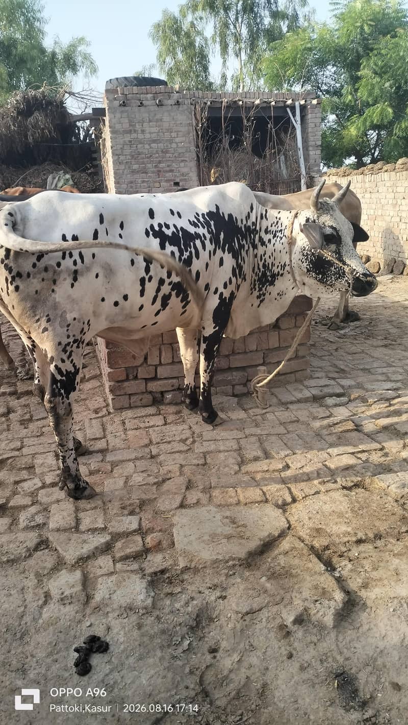 وچھی سیل کرنا چاھتا ھوں ۔۔۔گاٶں راڑے باٹھ۔ ھلہ ۔ پتوکی 1