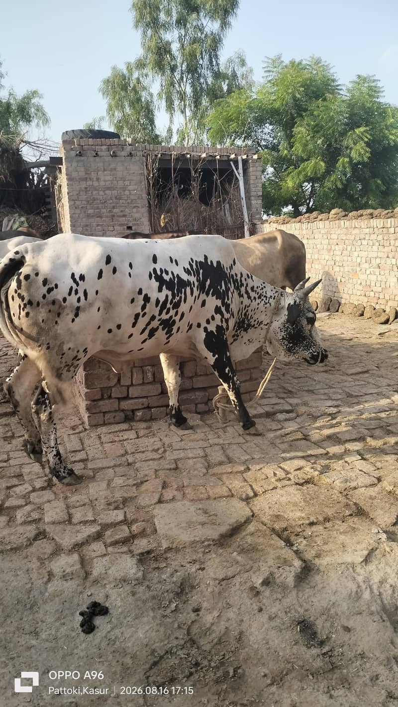 وچھی سیل کرنا چاھتا ھوں ۔۔۔گاٶں راڑے باٹھ۔ ھلہ ۔ پتوکی 2