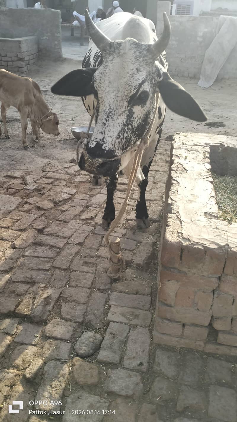 وچھی سیل کرنا چاھتا ھوں ۔۔۔گاٶں راڑے باٹھ۔ ھلہ ۔ پتوکی 3