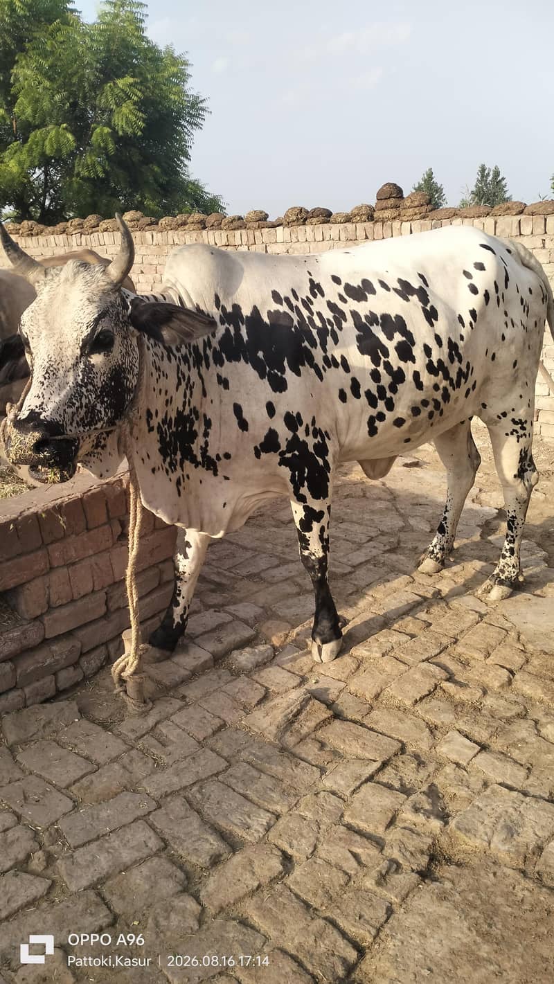 وچھی سیل کرنا چاھتا ھوں ۔۔۔گاٶں راڑے باٹھ۔ ھلہ ۔ پتوکی 4