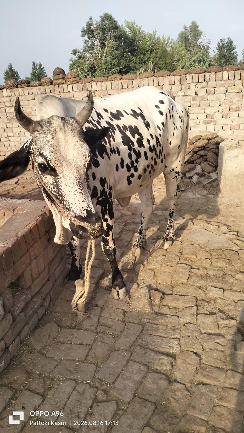 وچھی سیل کرنا چاھتا ھوں ۔۔۔گاٶں راڑے باٹھ۔ ھلہ ۔ پتوکی 5
