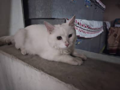 Cute kitten