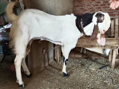 2 Dant Breeder Bakra