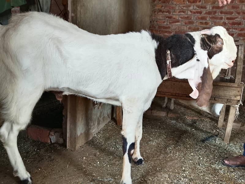 2 Dant Breeder Bakra 1