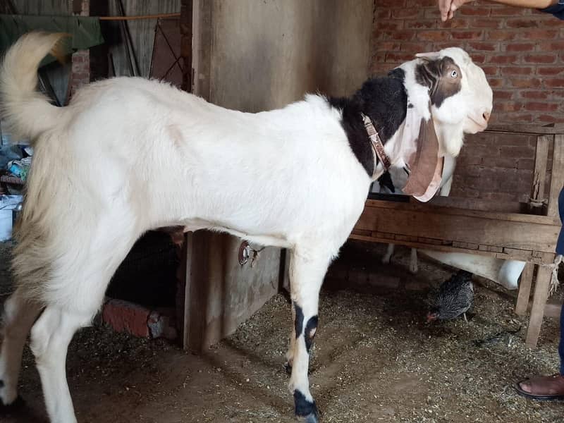 2 Dant Breeder Bakra 2