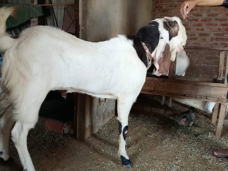 2 Dant Breeder Bakra 3