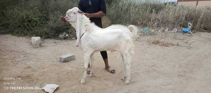 Gulabi Bakra