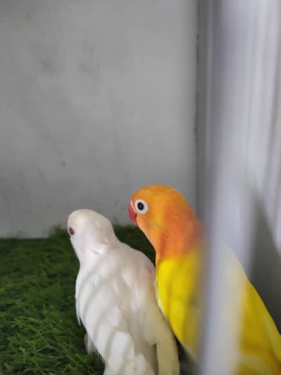 lutino opaline, parblue euwing opaline pf, Albino opaline