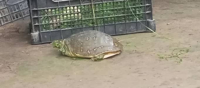 Tortoise for Sale – Healthy & Active