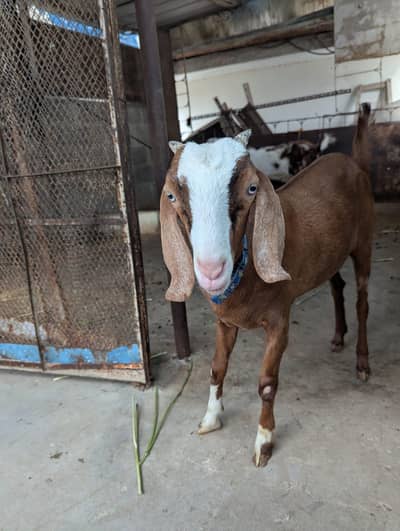 teddy(jabli) bakri with kid