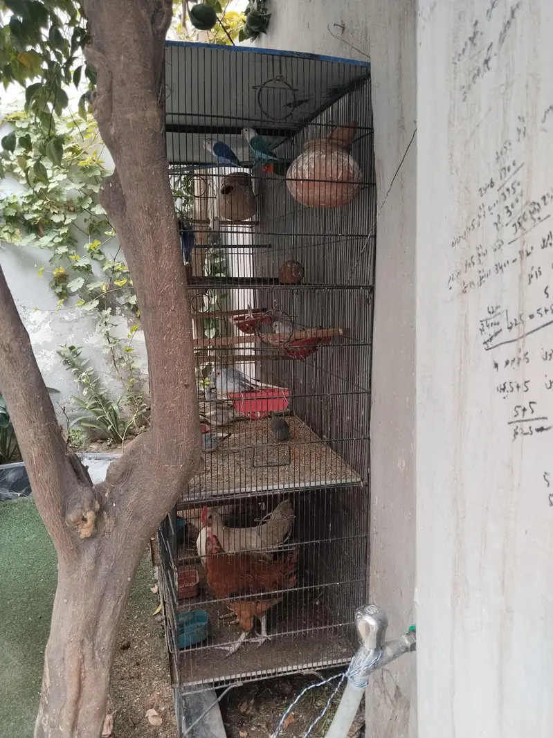 cage and doves — photo 2