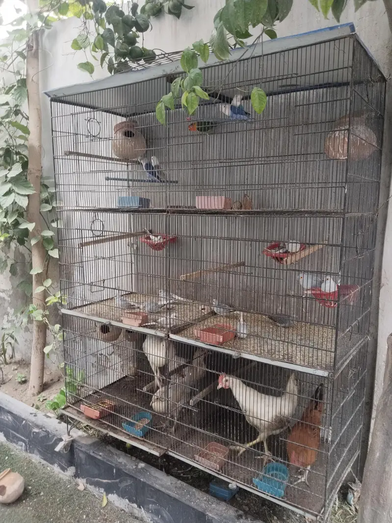 cage and doves — photo 5