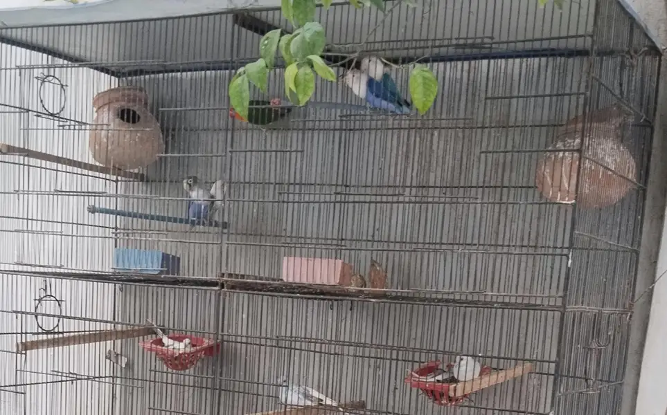 cage and doves — photo 7