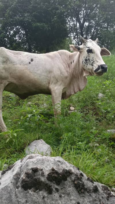 cow for sale