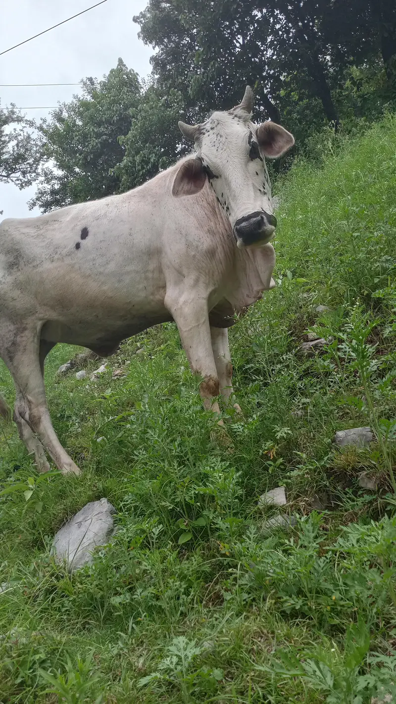 cow for sale — photo 2