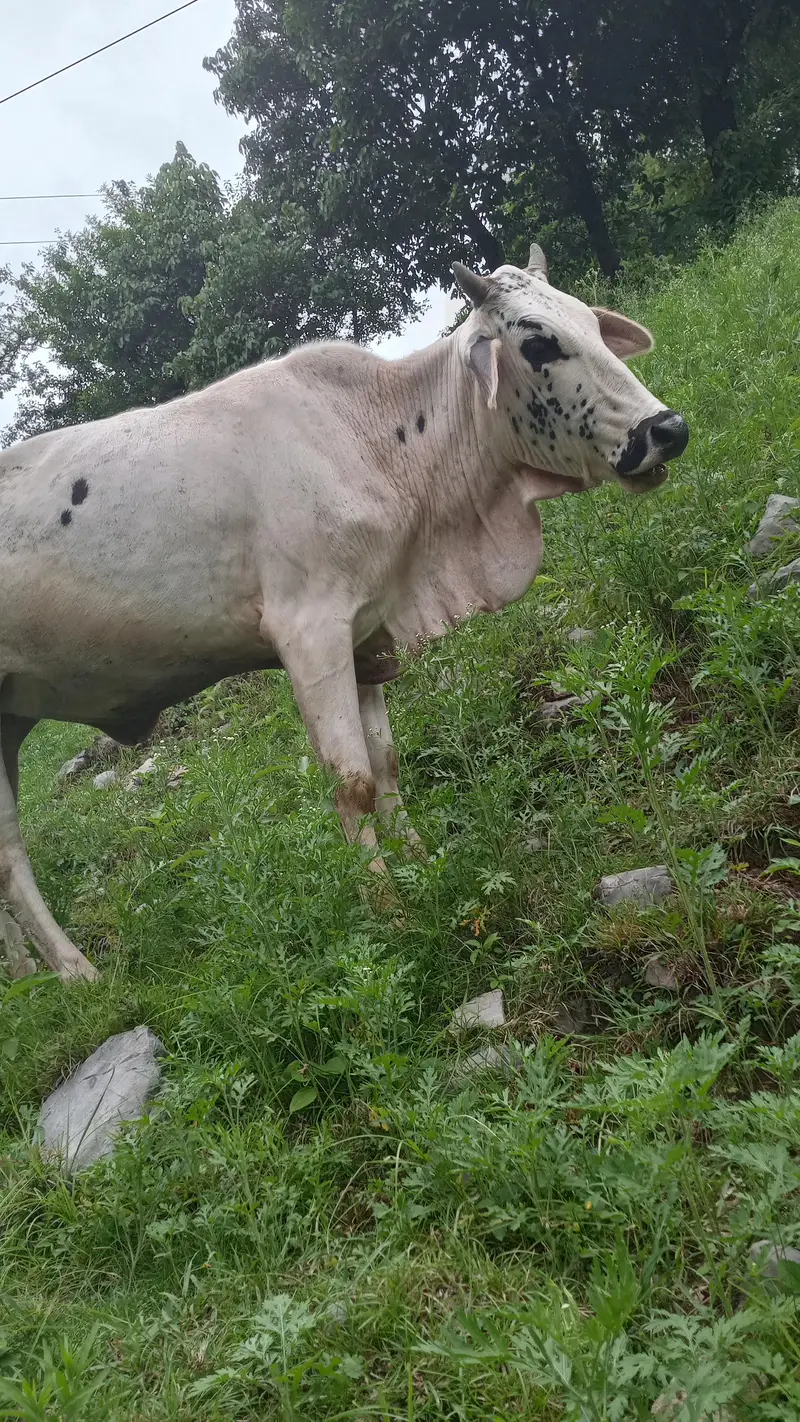 cow for sale — photo 3