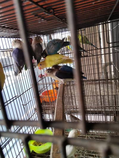 mix cold birds Lahore