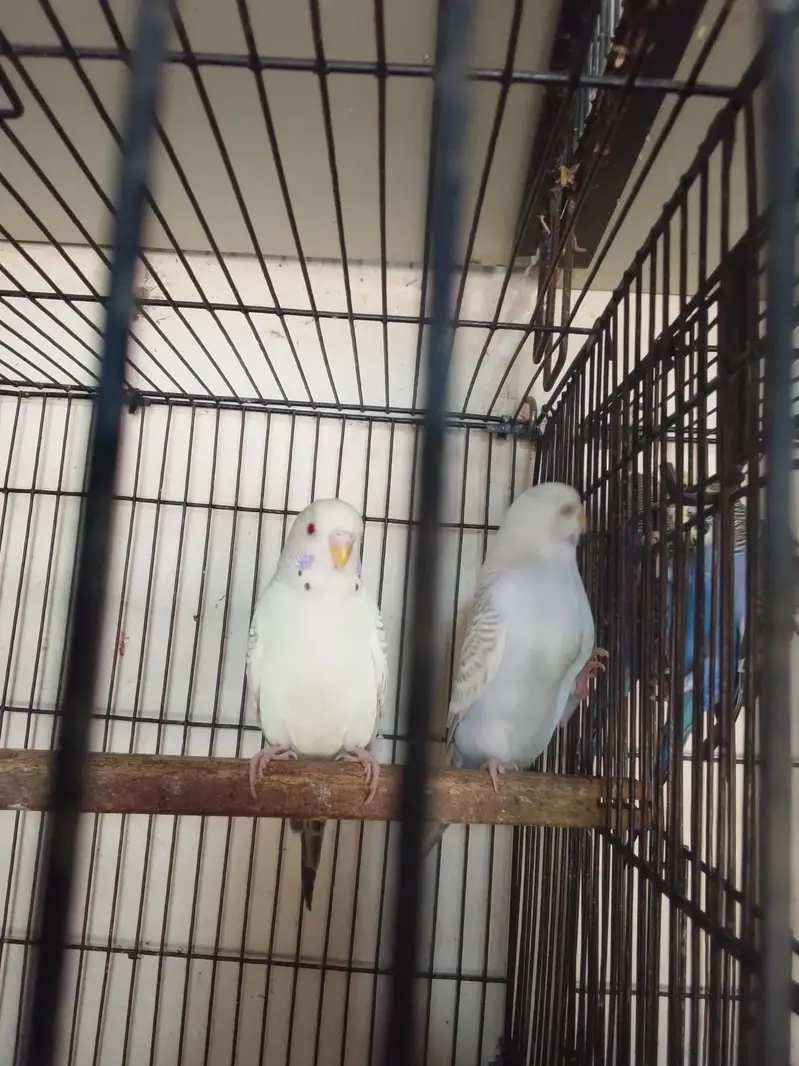 mix cold birds Lahore — photo 2