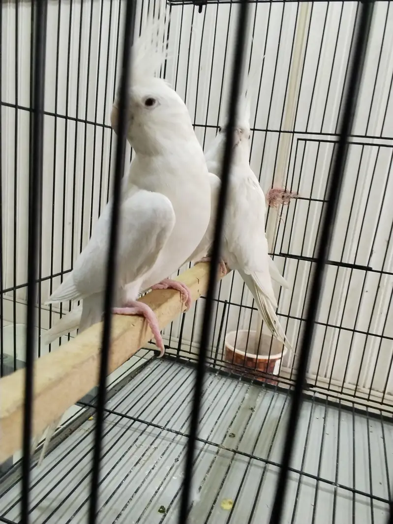 mix cold birds Lahore — photo 3
