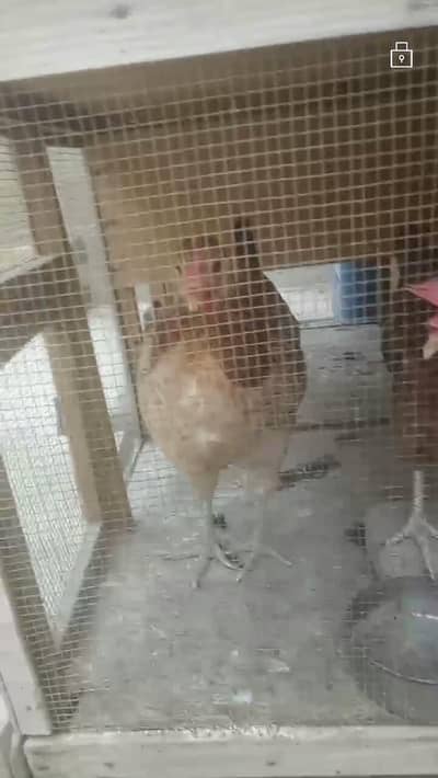 desi hens for sell contact :03131255240