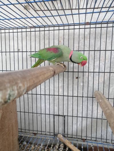 raw parrot pair for sale