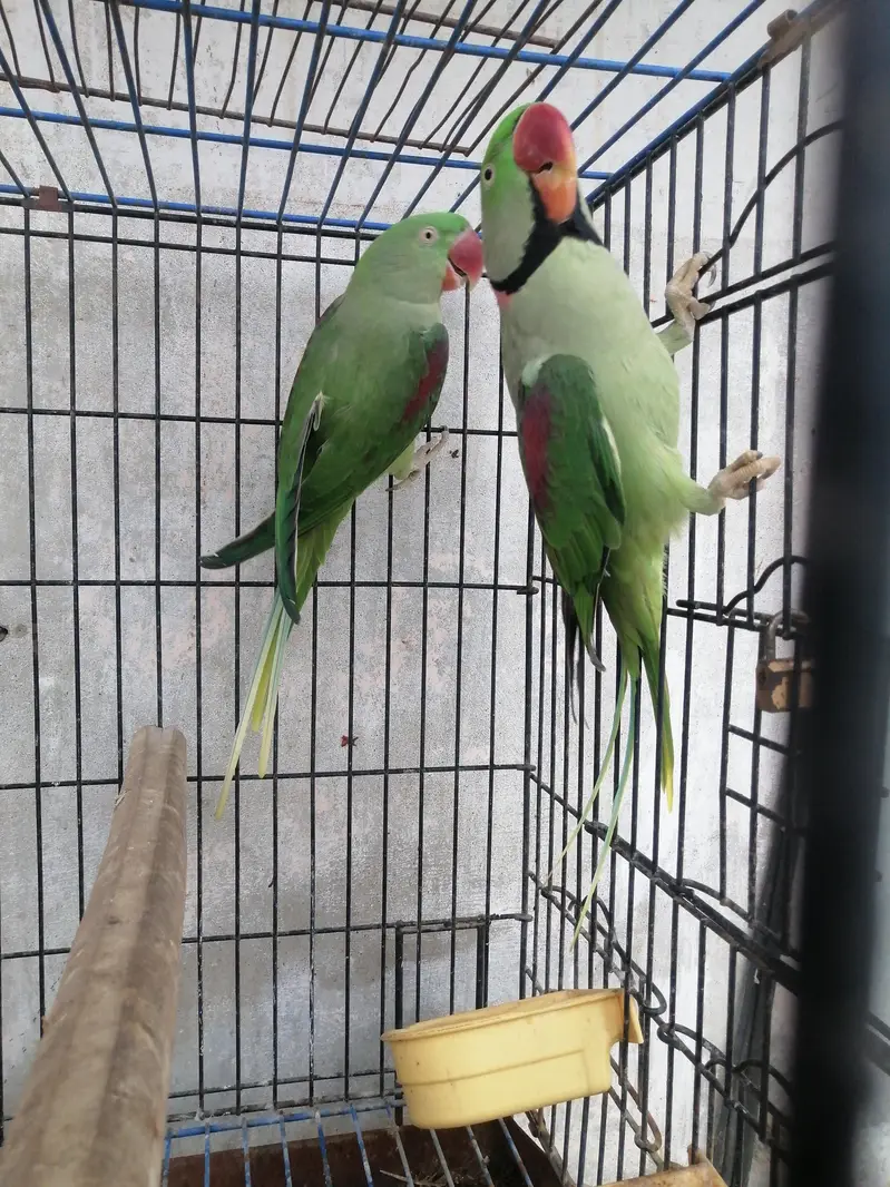 raw parrot pair for sale — photo 2