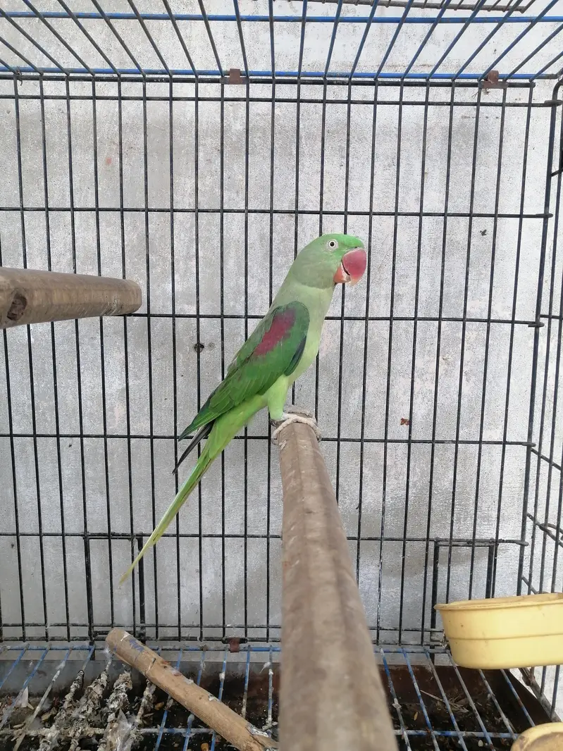 raw parrot pair for sale — photo 3