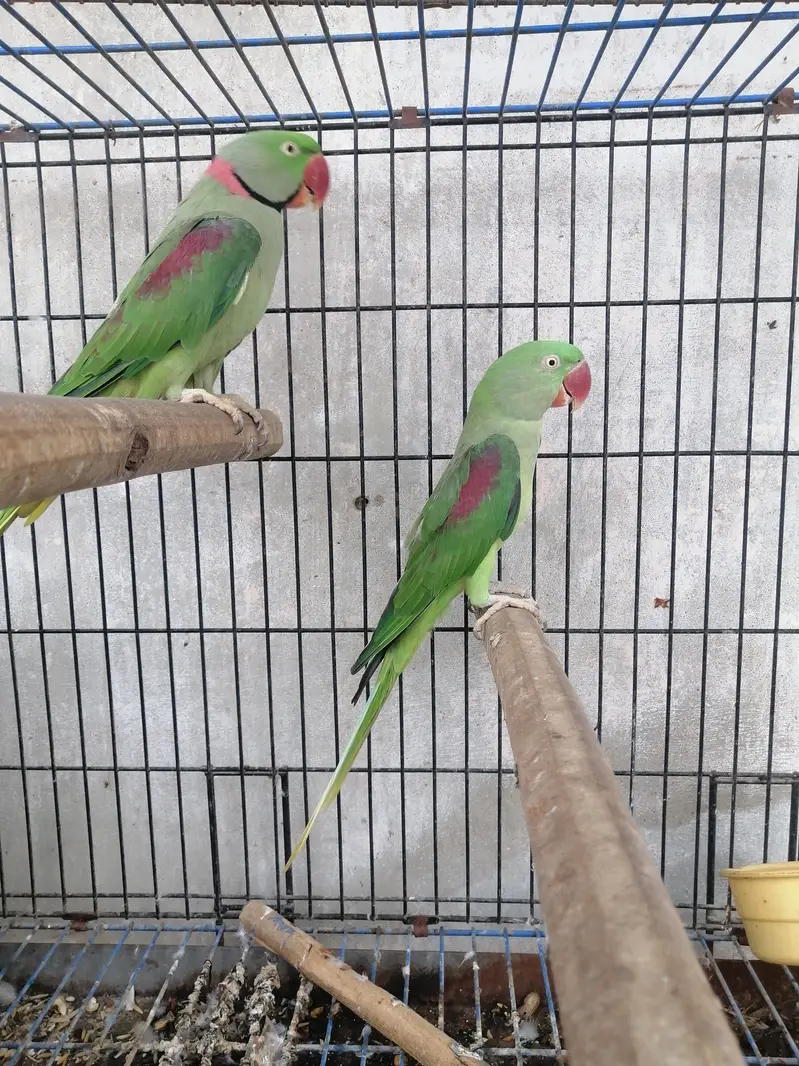raw parrot pair for sale — photo 4