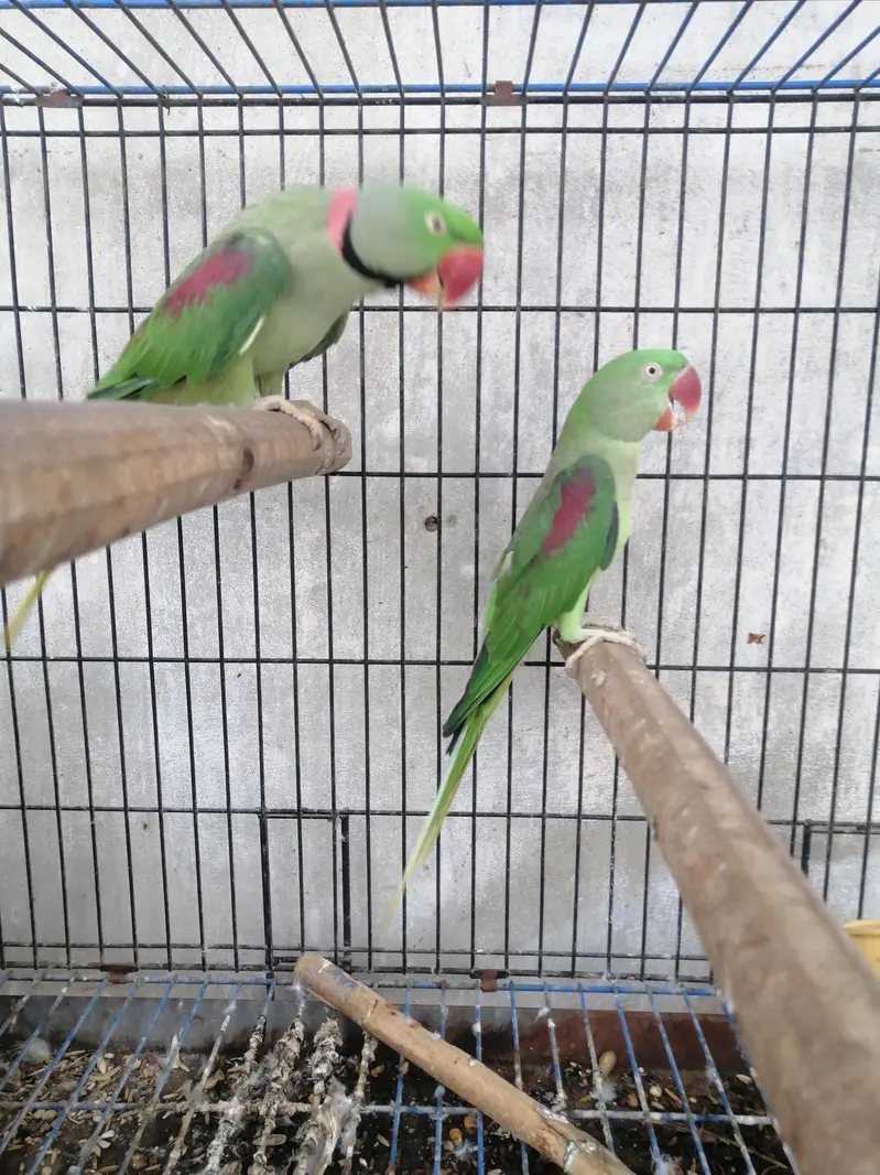 raw parrot pair for sale — photo 5