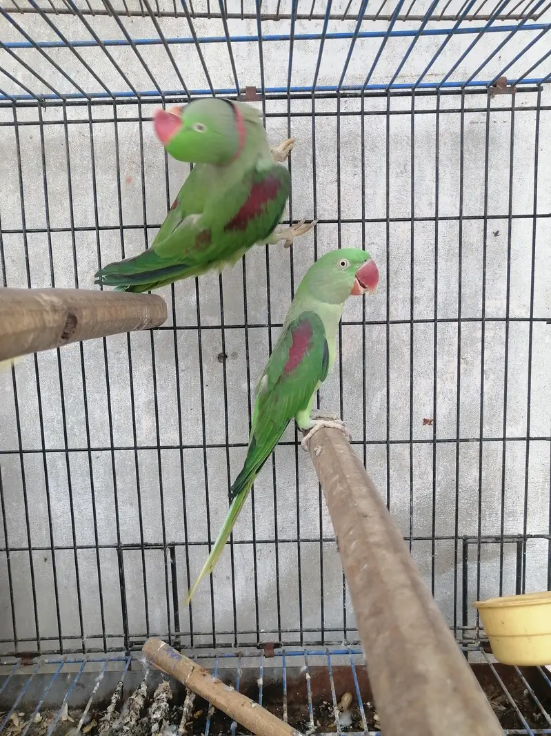 raw parrot pair for sale — photo 6