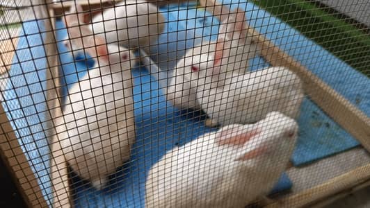 5 rabits