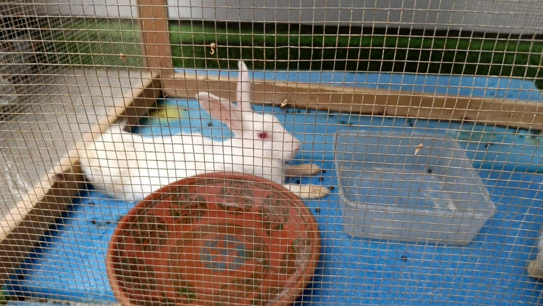 5 rabits 1