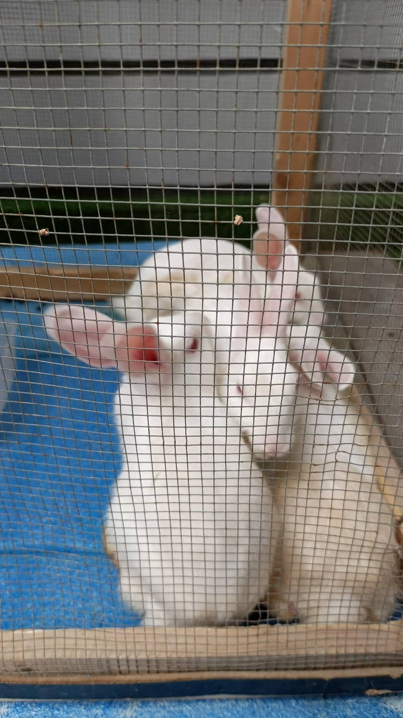 5 rabits 2
