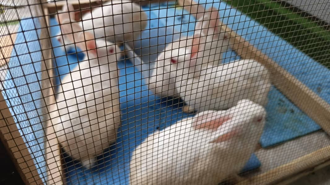 5 rabits 3
