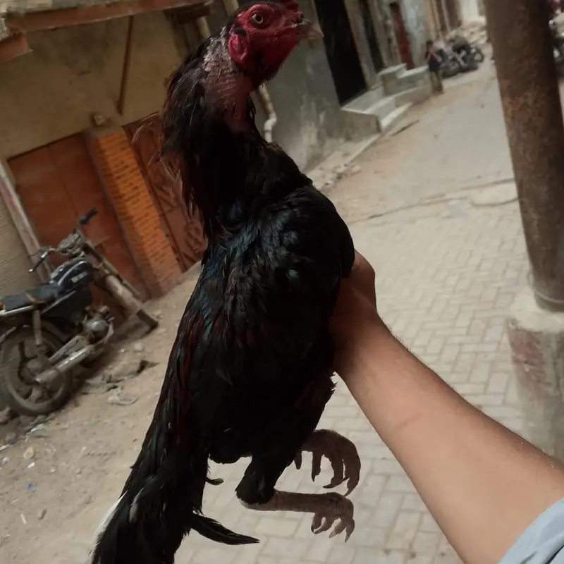 mia wali — photo 2